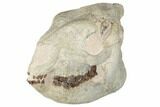 Fossil Running Rhino (Hyracodon) Skull - South Dakota #192112-1